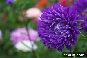 a purple aster in full bloom