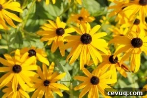 black eyed susan flowers in the sunshine