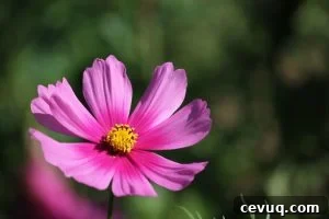 a soft pink cosmos with a yellow center