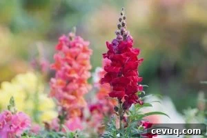Snap dragons are an old fasioned cottage flowers that compliments the cutting garden!