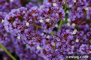 lavender statice blossoms in full bloom
