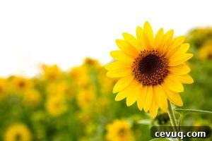 a bright yellow sunflower in a garden bed