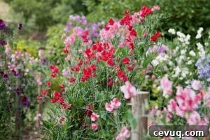 sweet peas are one of the cut flowers you can easily start from seed!