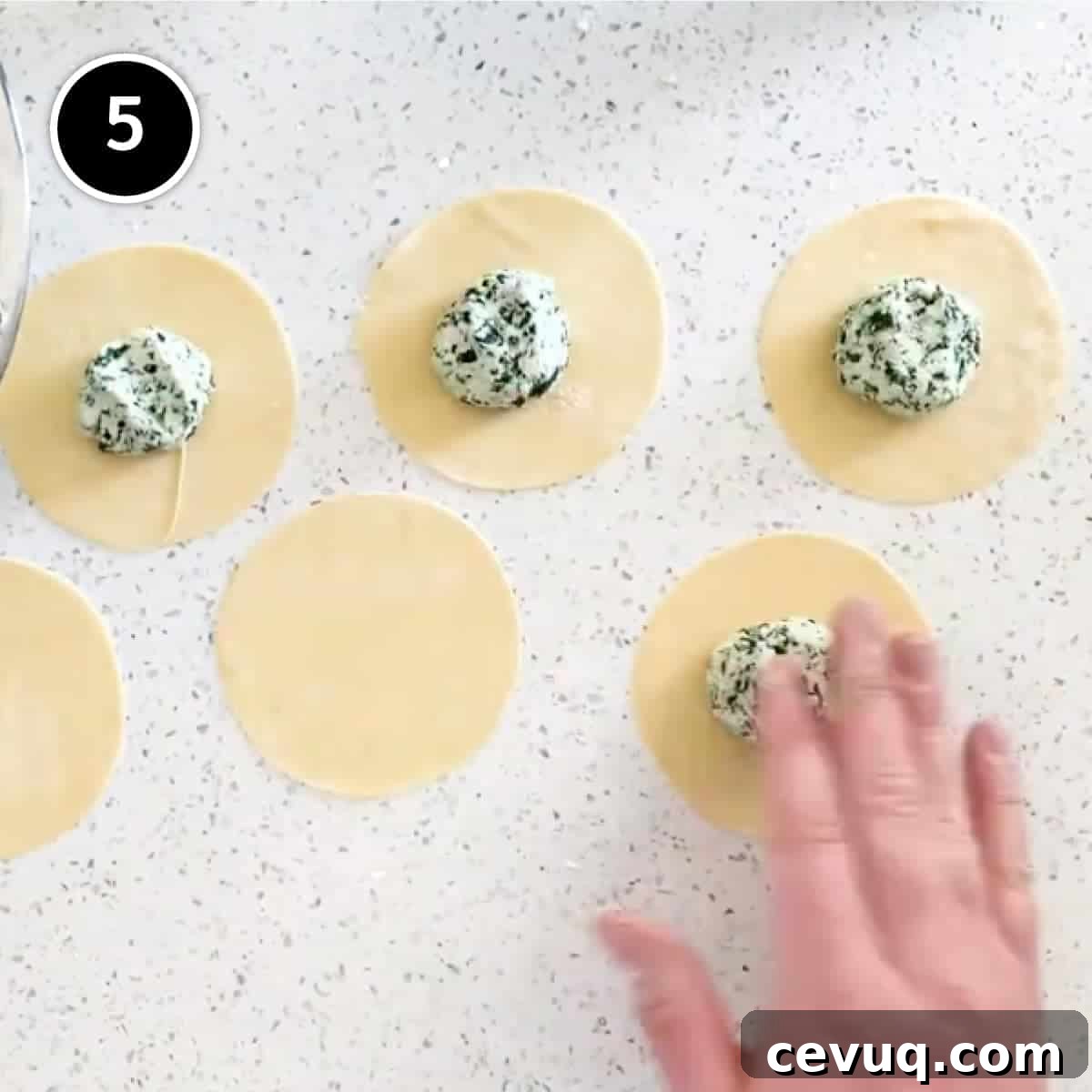 Discs of fresh pasta with a ball of cabbage and ricotta filling for Mezzelune stuffed pasta.