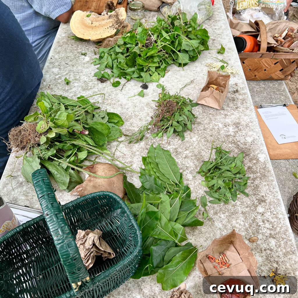 A table covered with fresh herbs and plants, arranged for a foraging activity.