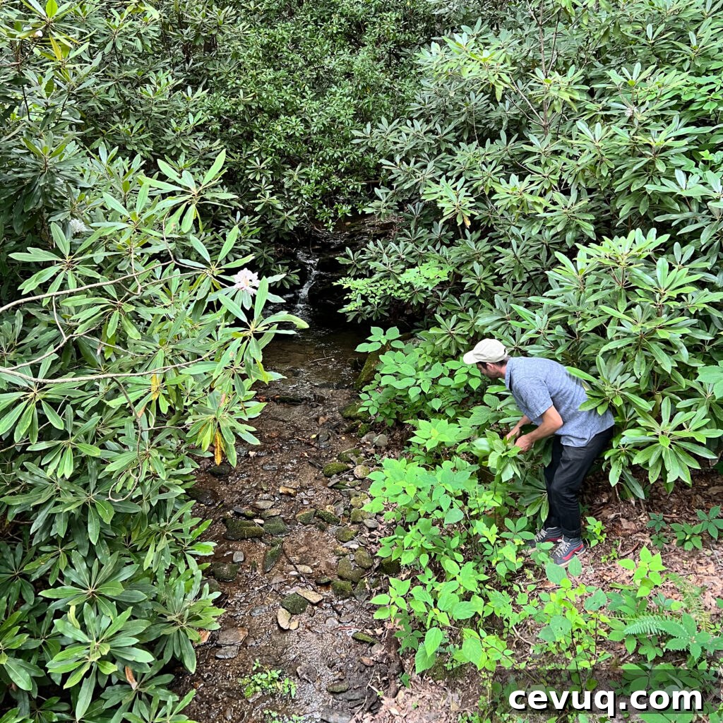 A person examining plants near a small creek during a guided foraging tour.