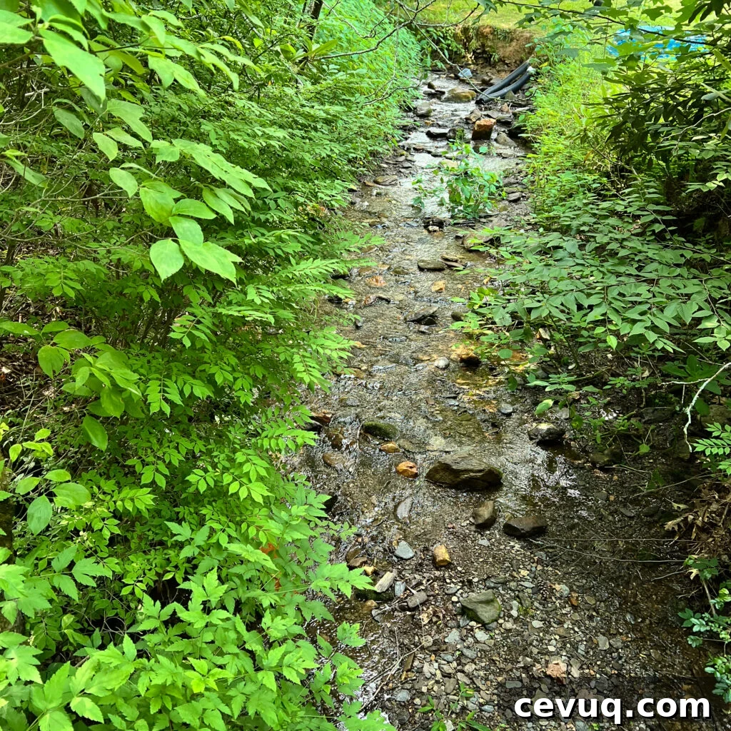 A shallow, rocky creek flowing through lush green foliage.