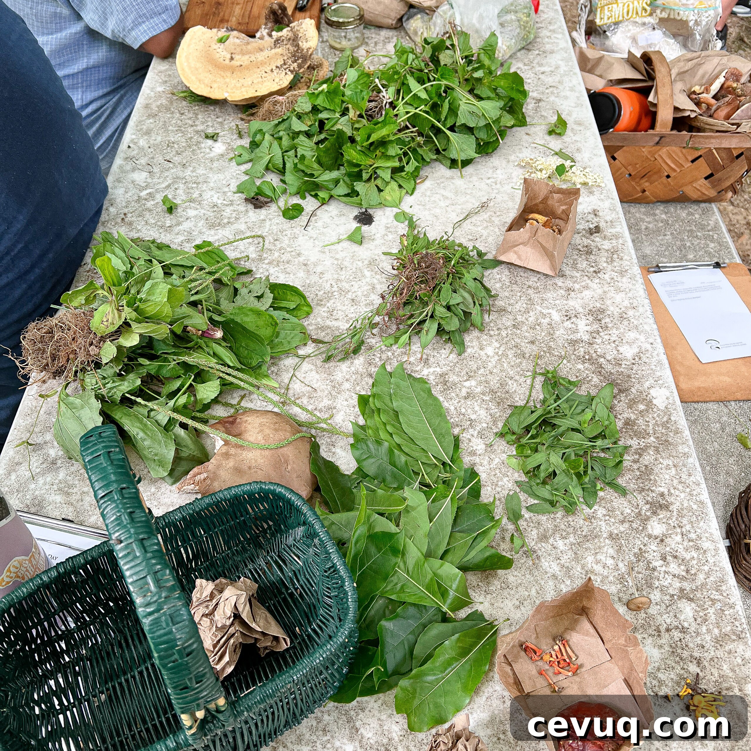 A table covered with fresh herbs and plants, arranged for a foraging activity.