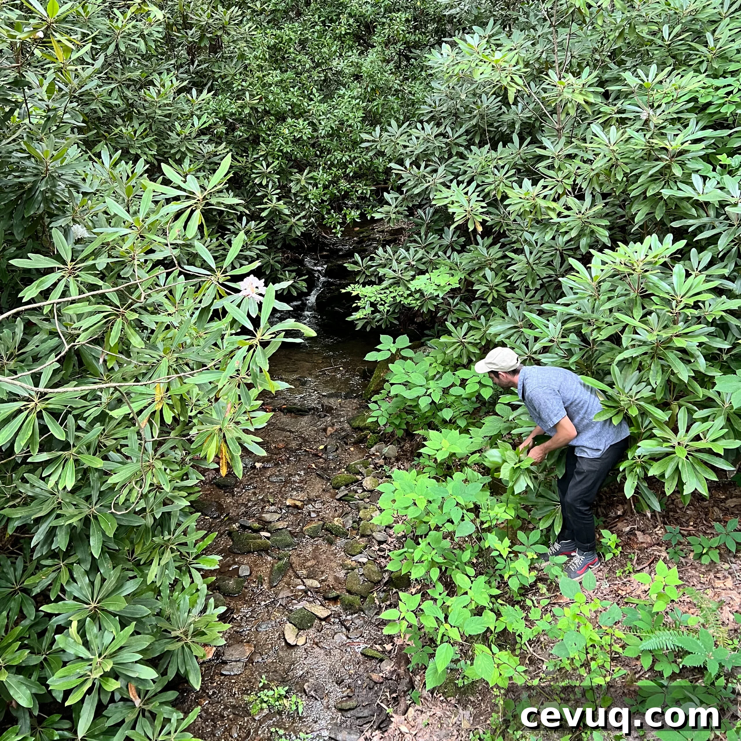A person examining plants near a small creek during a guided foraging tour.