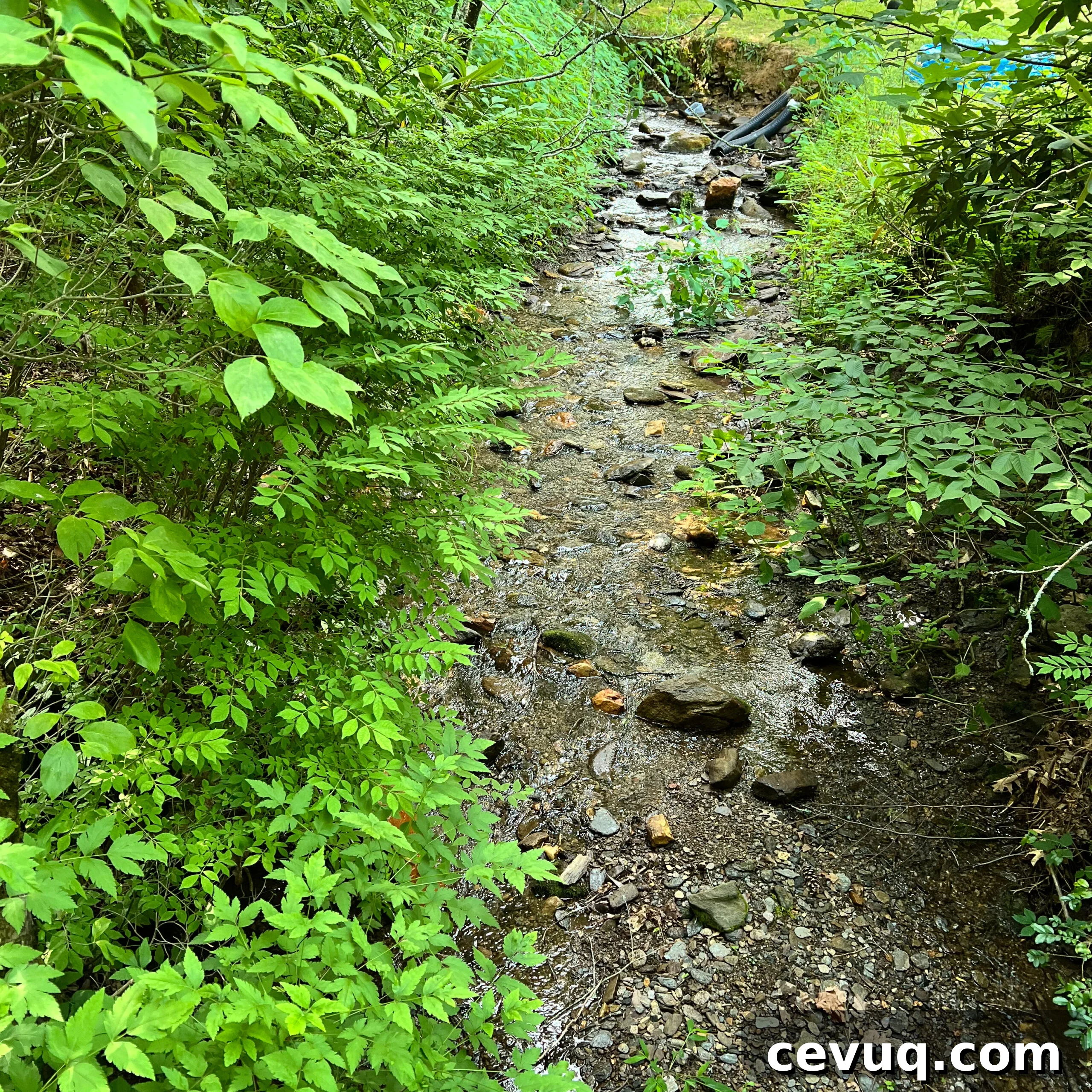A shallow, rocky creek flowing through lush green foliage.