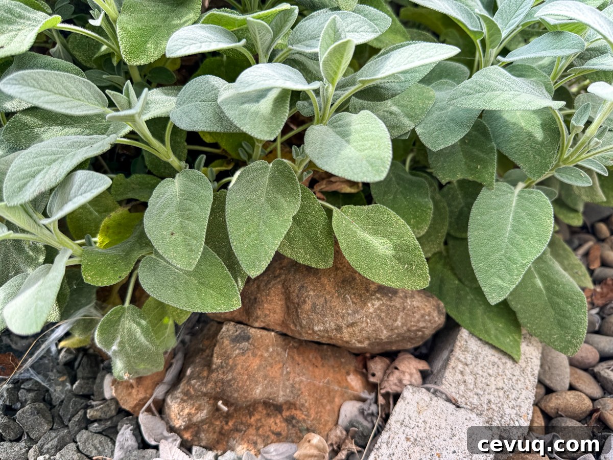 hidden hose connection under sage plant