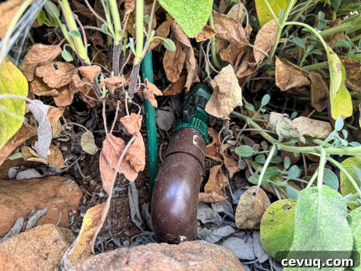Visible hose connection under sage plant