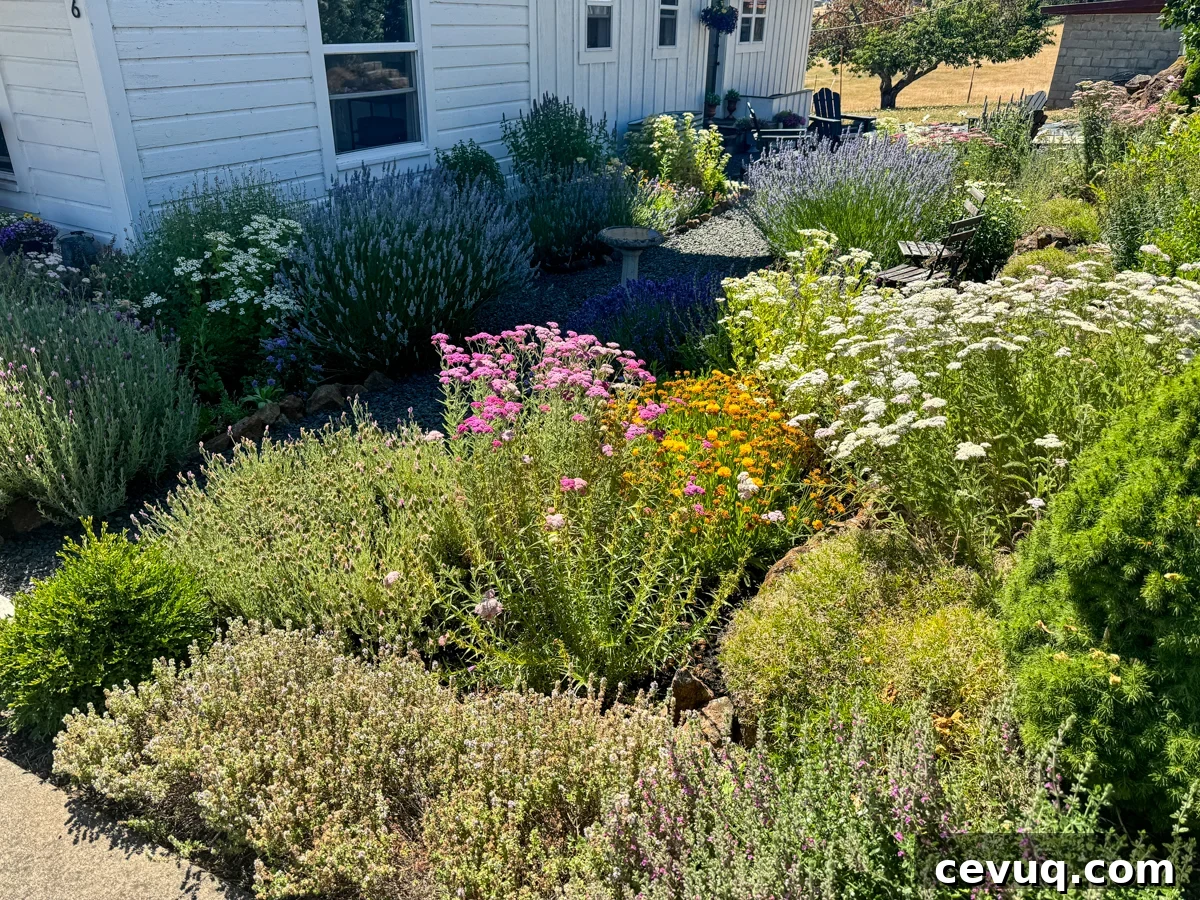 July 2024 flower and herb garden that's deer resistant next to white farmhouse