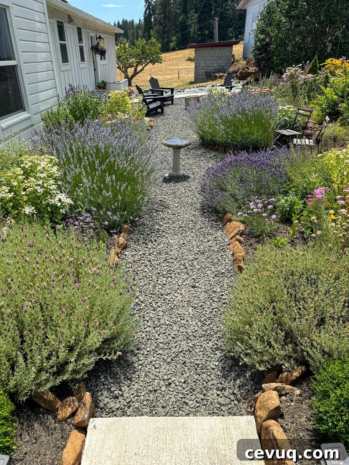 flower and herb garden with gravel paths at 4 years old
