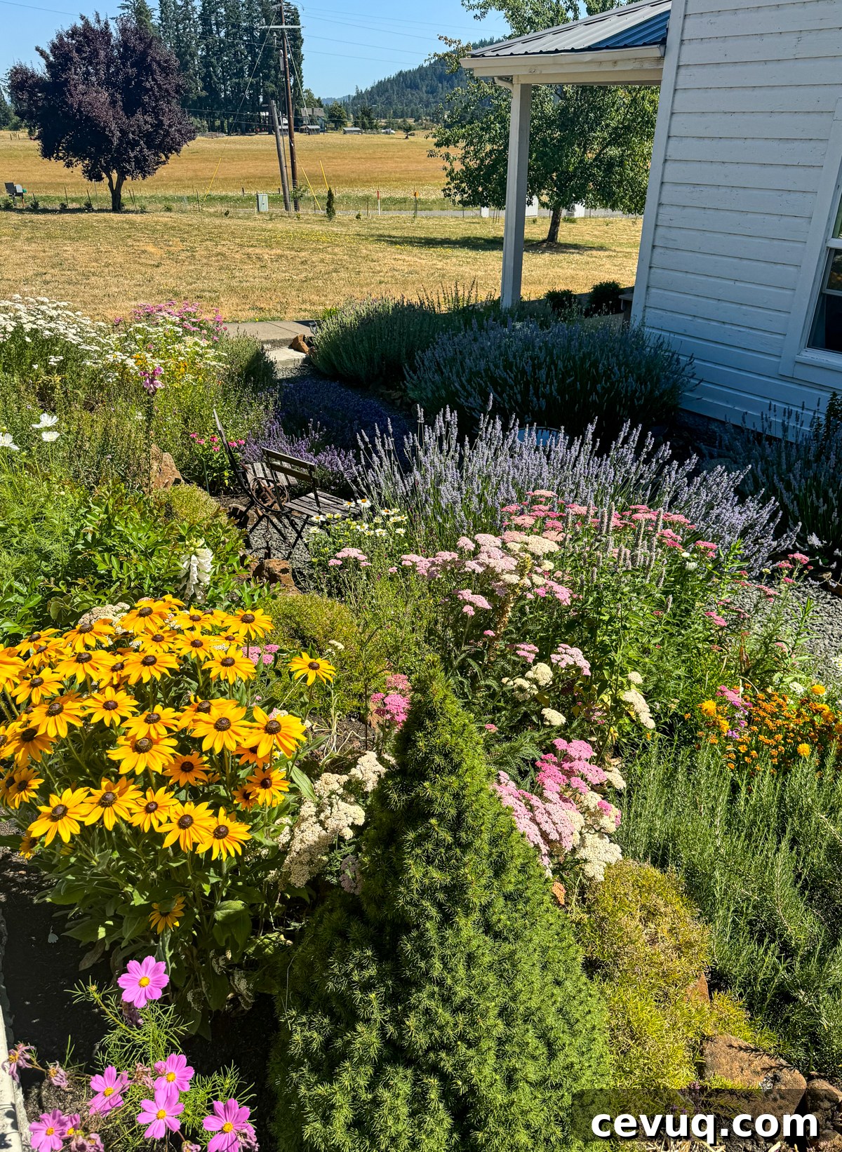 blooming black eye susan, pink yarrow, white feverfew, lavender, and evergreens in sunken flower and herb garden.