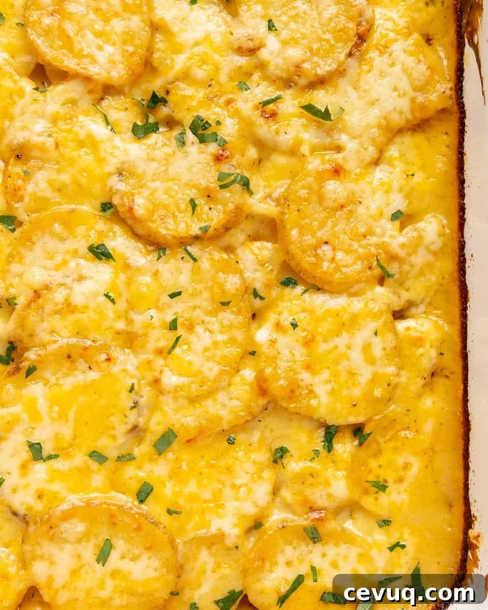 Close-up of a baked dish with sliced potatoes in creamy cheese sauce, garnished with chopped herbs.