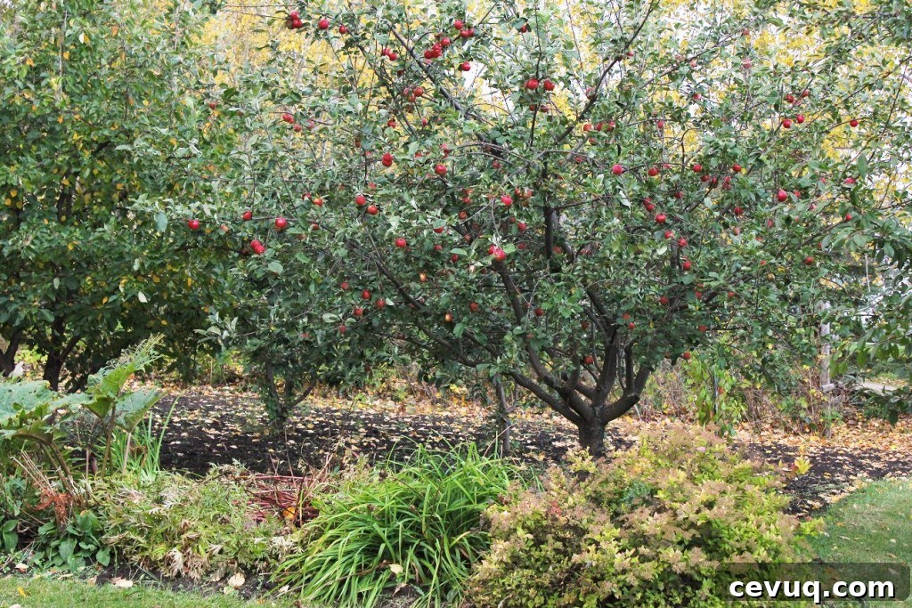 apple trees loaded for apple buckwheat crumble cake
