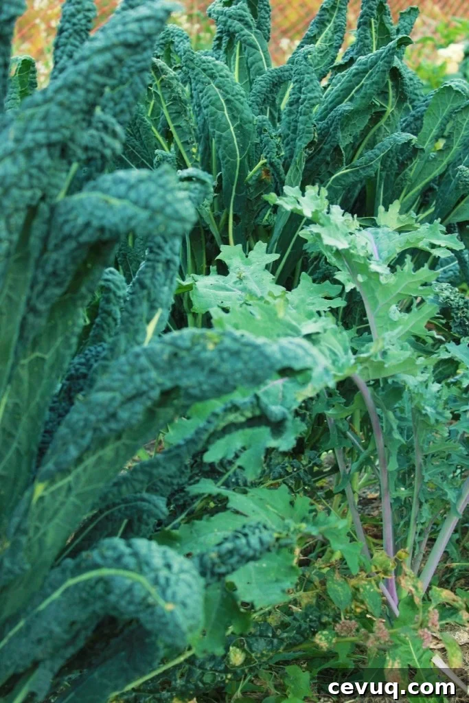 Kale in Fall Garden
