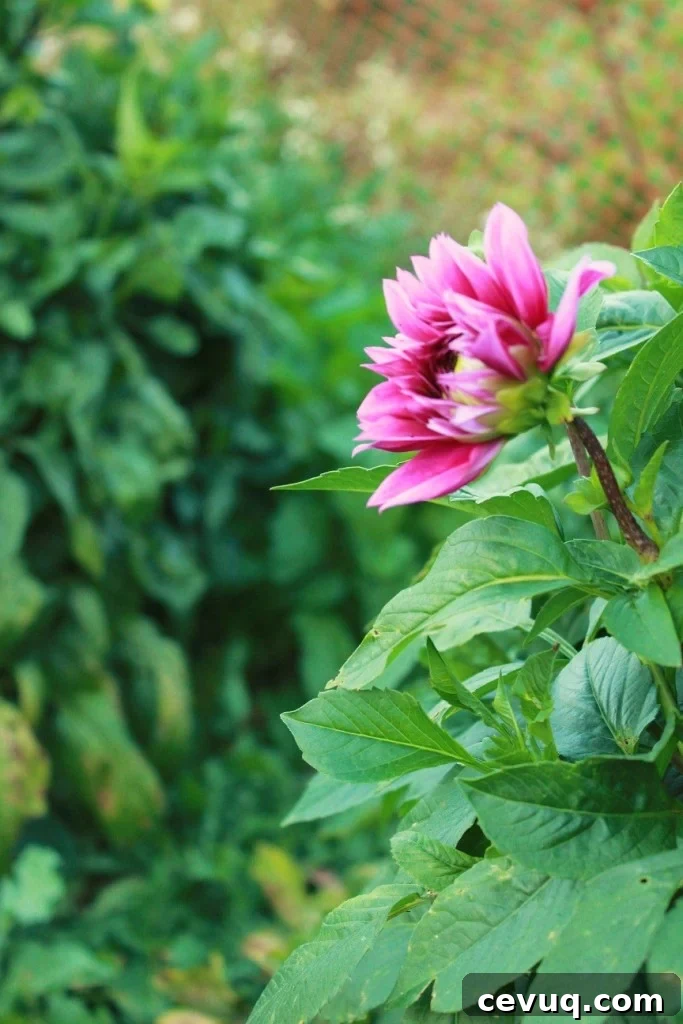 pink dahlia in fall garden