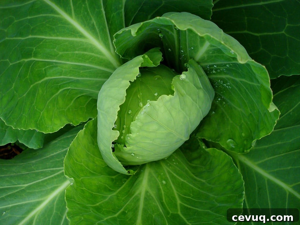 Microwave Cabbage