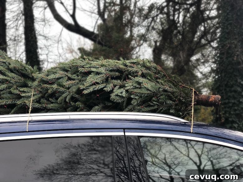 Christmas tree on car