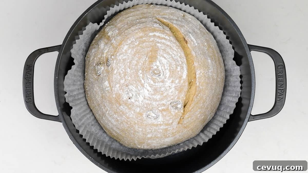Cinnamon Raisin Sourdough Loaf Recipe 7 sourdough loaf in a Dutch oven ready to bake